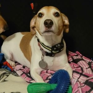 Meet your Posher, Joe